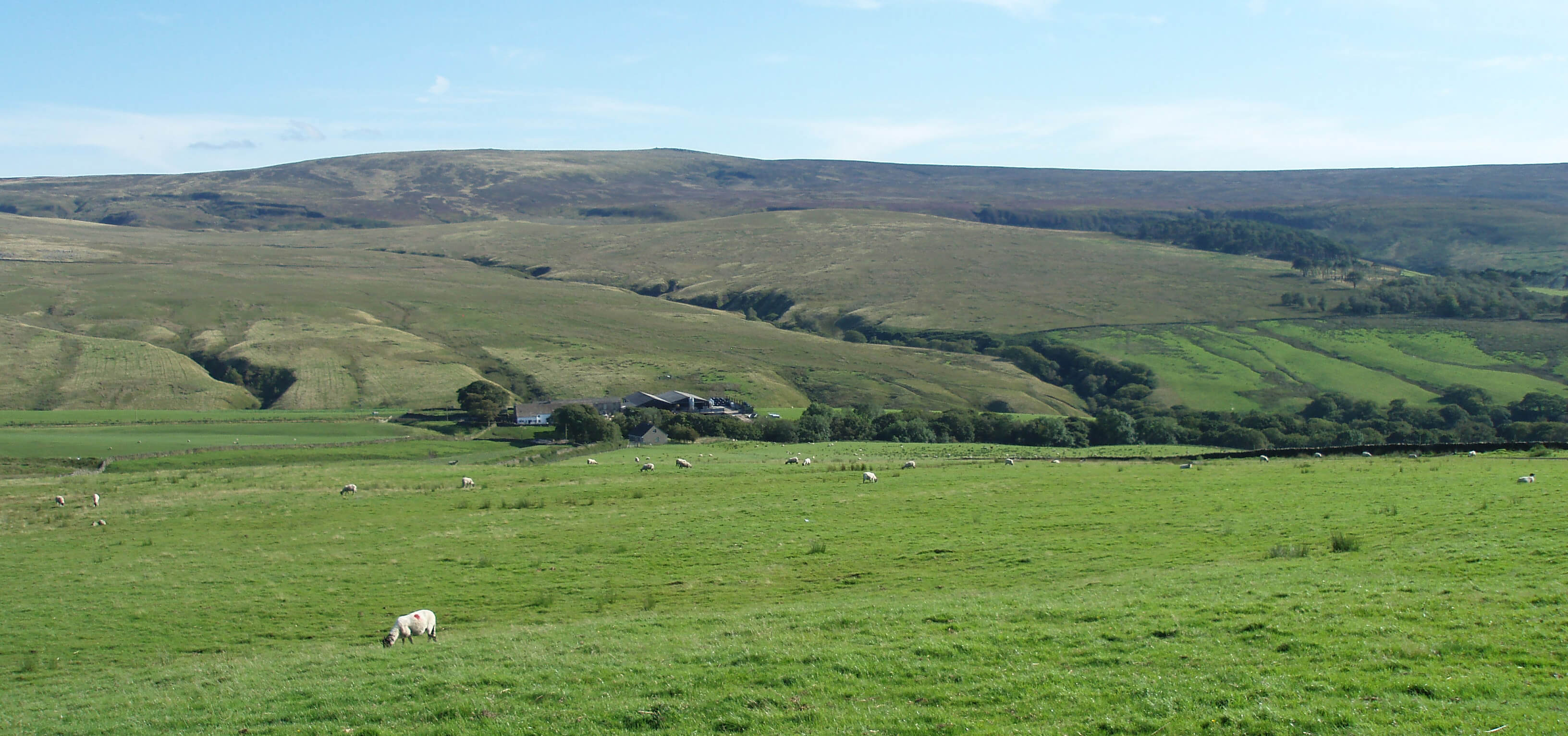 lune from wenning