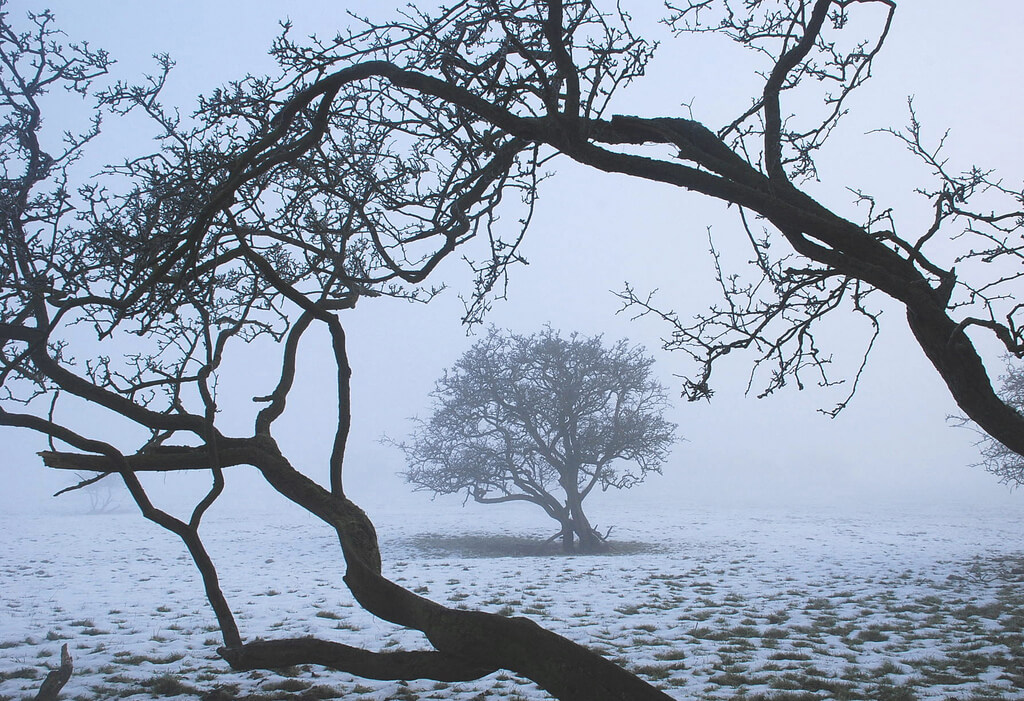 hawthorn snow