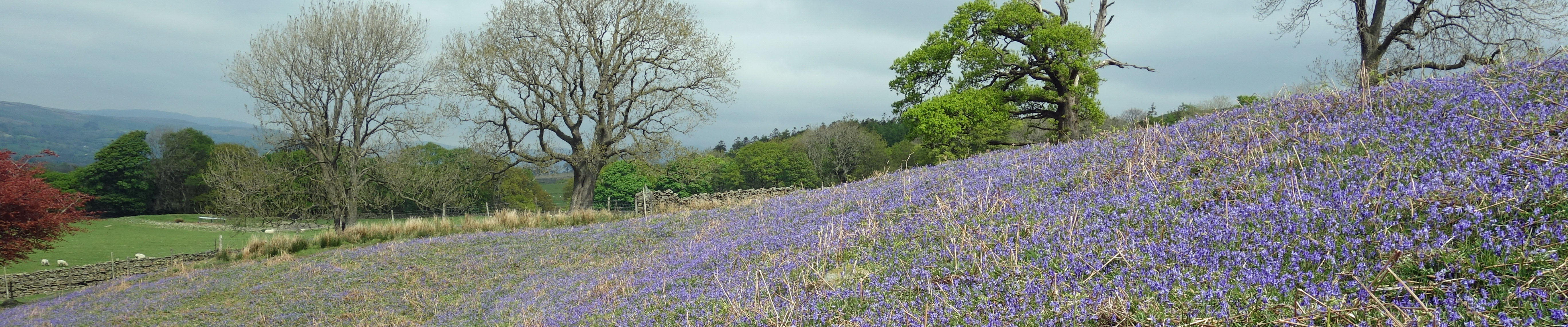 bluebells