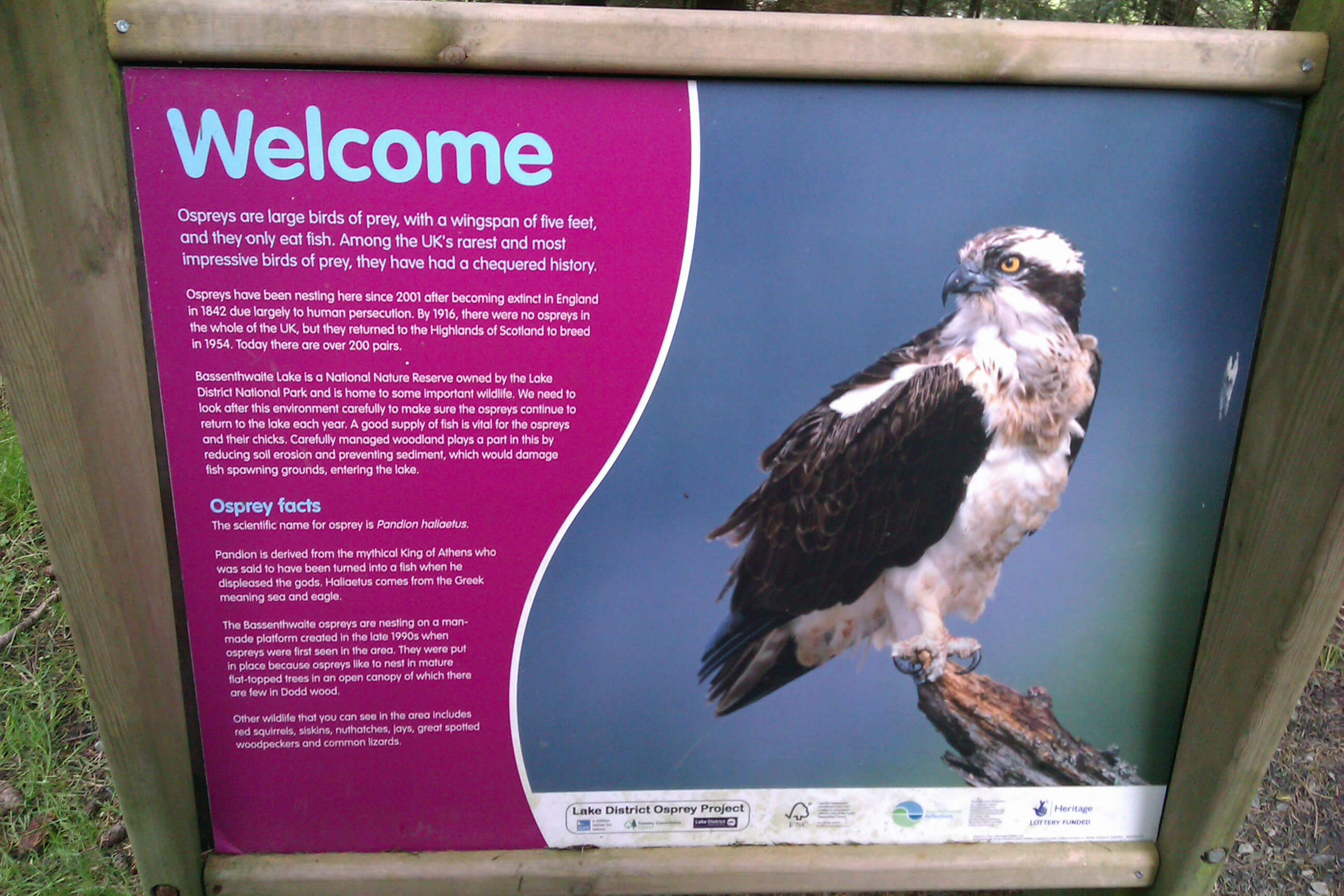 osprey sign