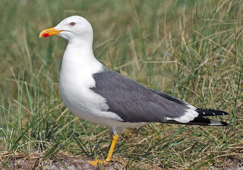 lesser bb gull