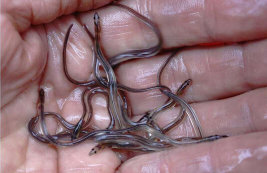 elvers