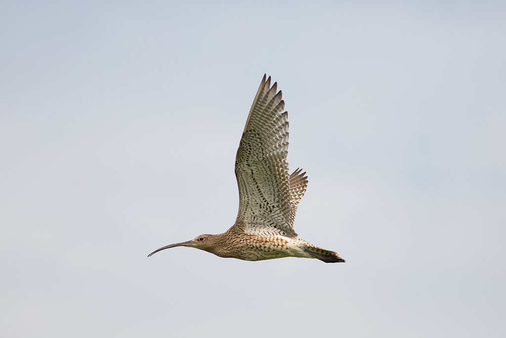 curlew chick