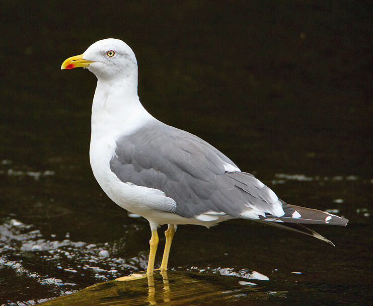 lbb gull