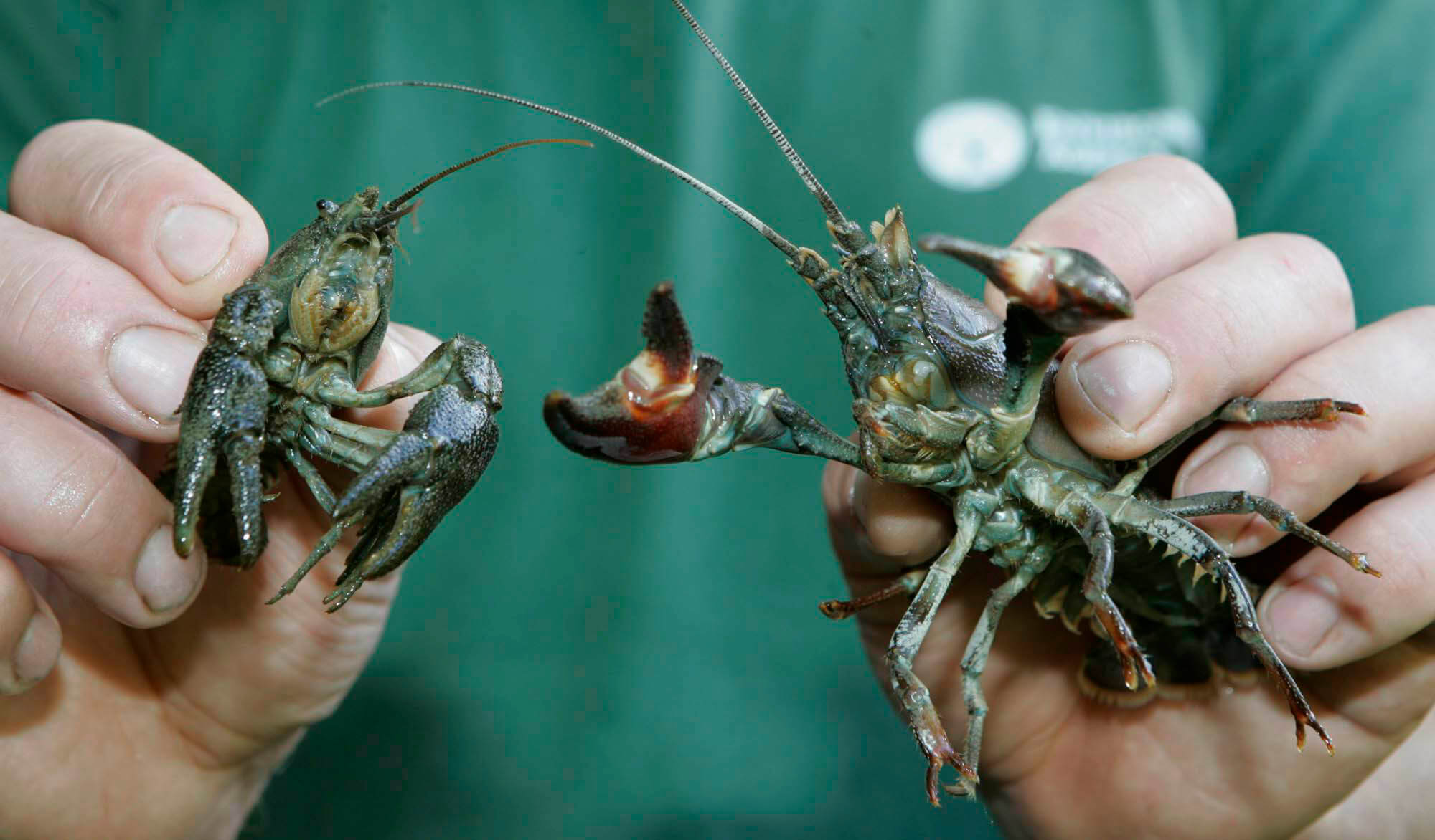 White-clawed-crayfish and signal-crayfish
