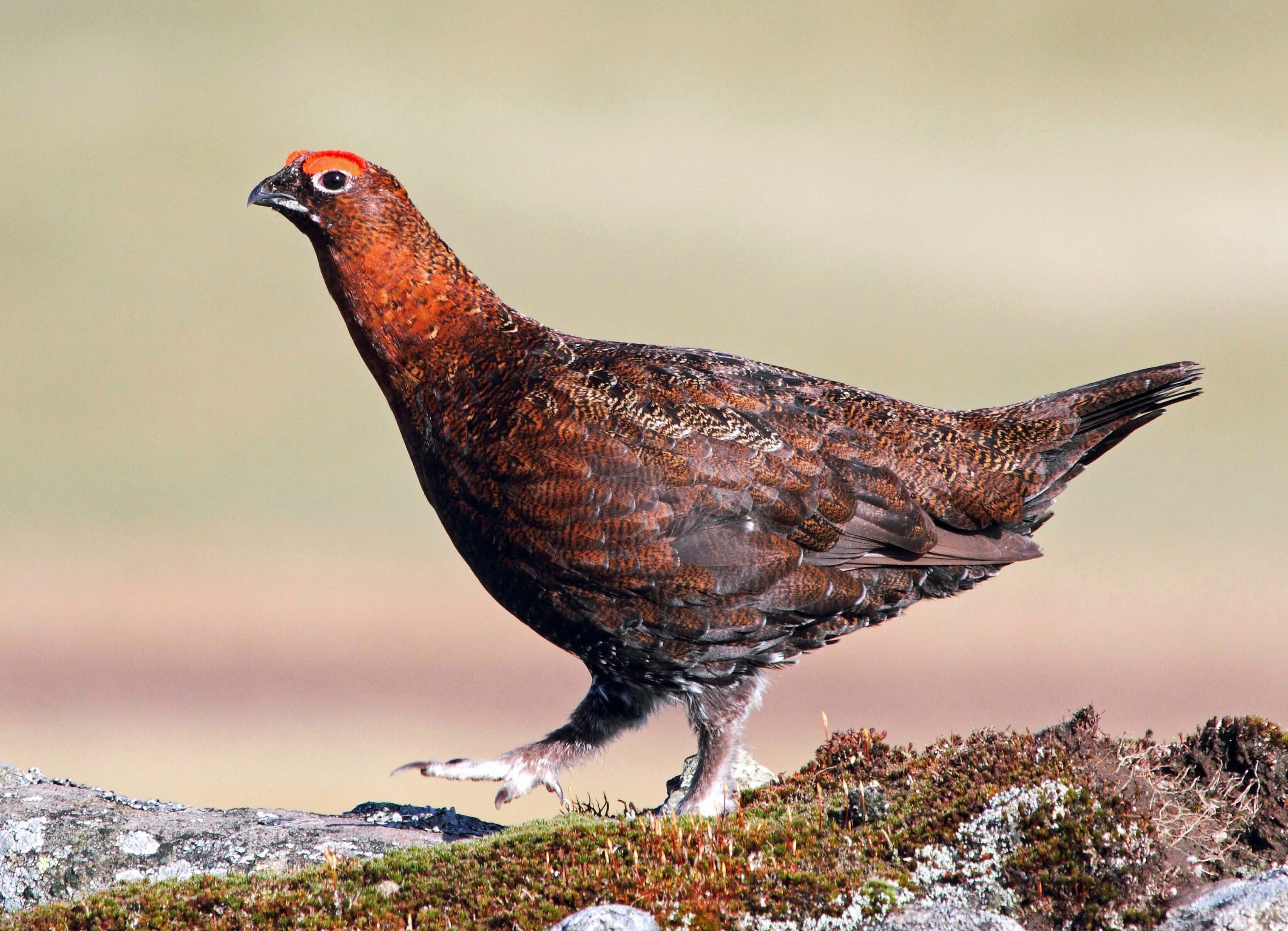 Red-grouse