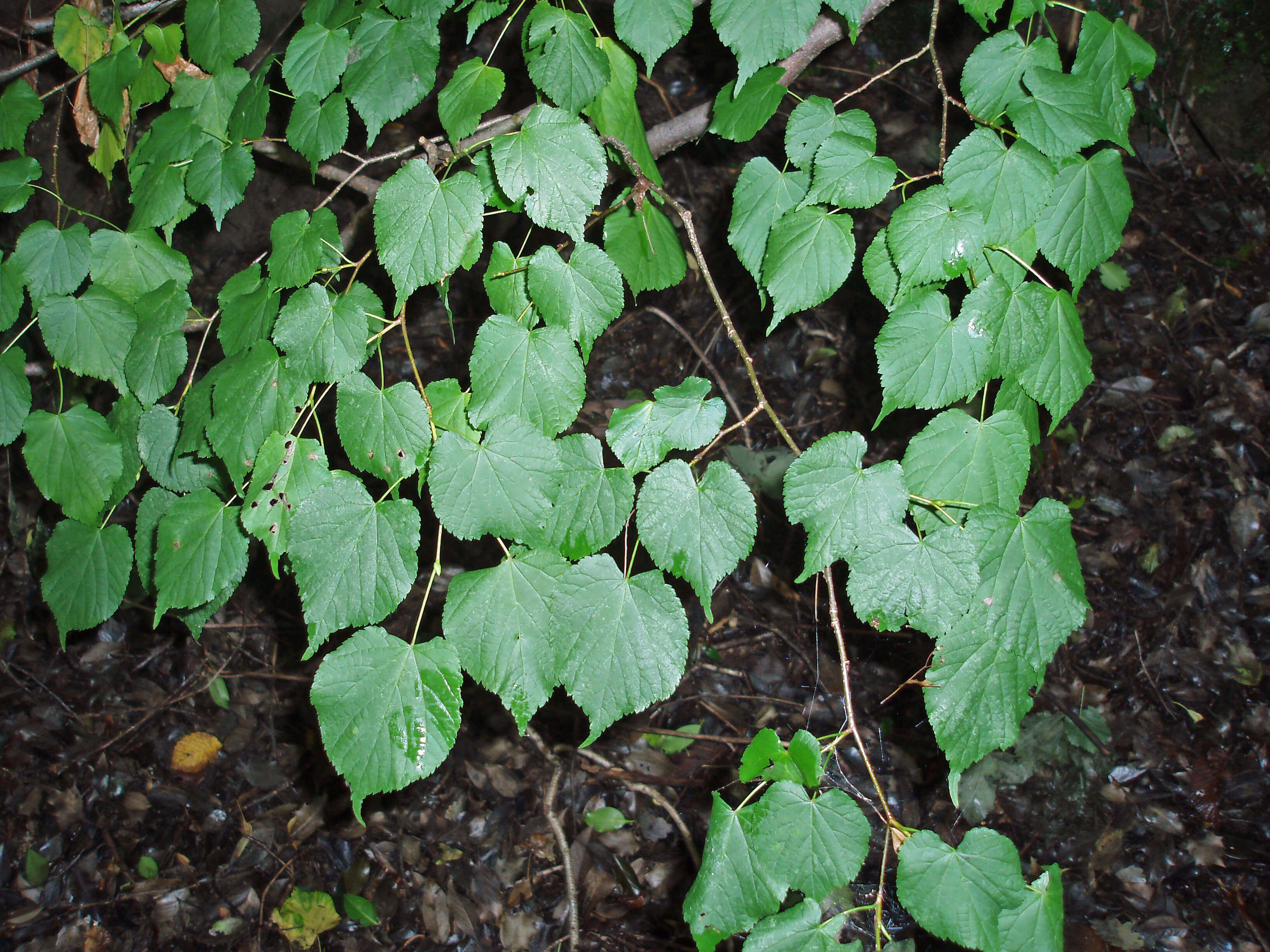 sll leaves